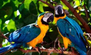 Tour a Collpa de Loros y Guacamayos en Tambopata