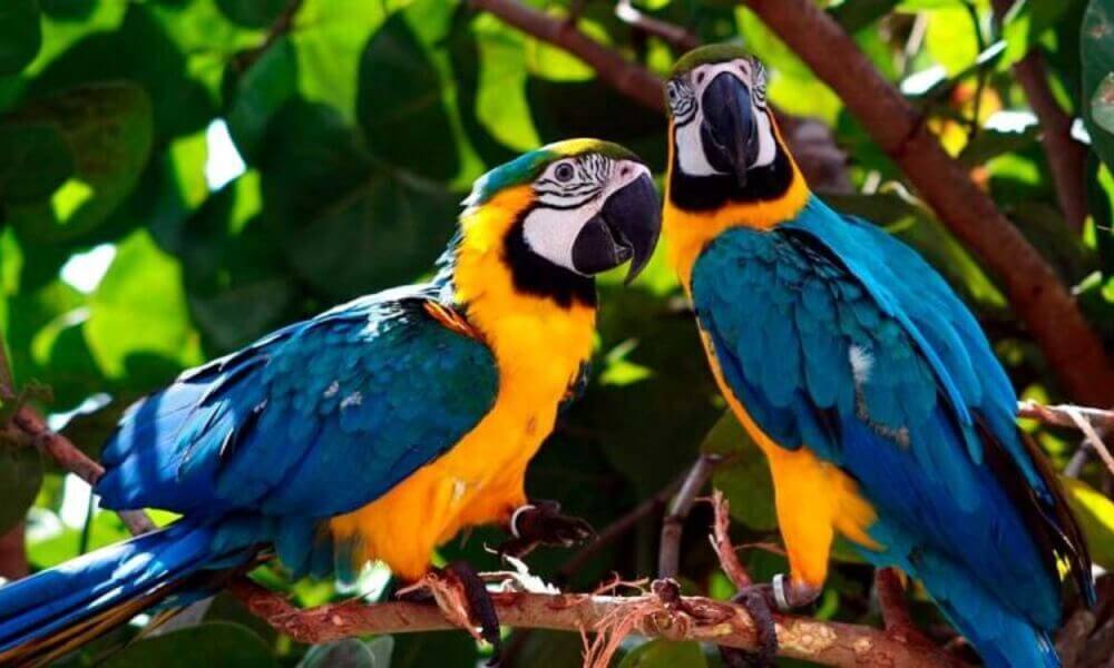 Tour a Collpa de Loros y Guacamayos en Tambopata